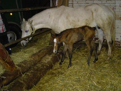 Geysir kurz nach der Geburt mit seiner Mutter